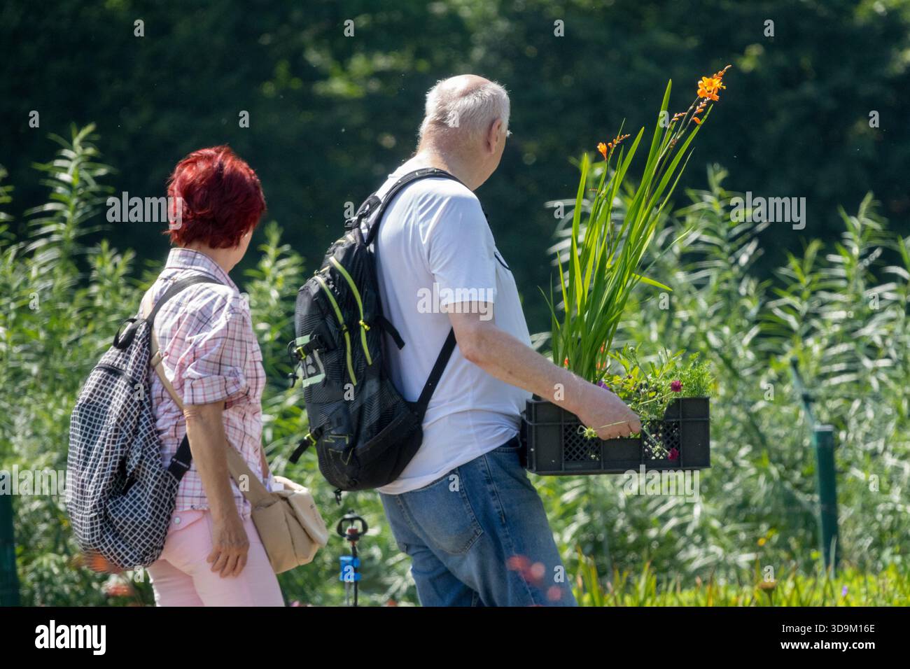 I negozi di orticoltura fanno shopping fuori dal centro giardino, portano via le piante in una cassa Foto Stock