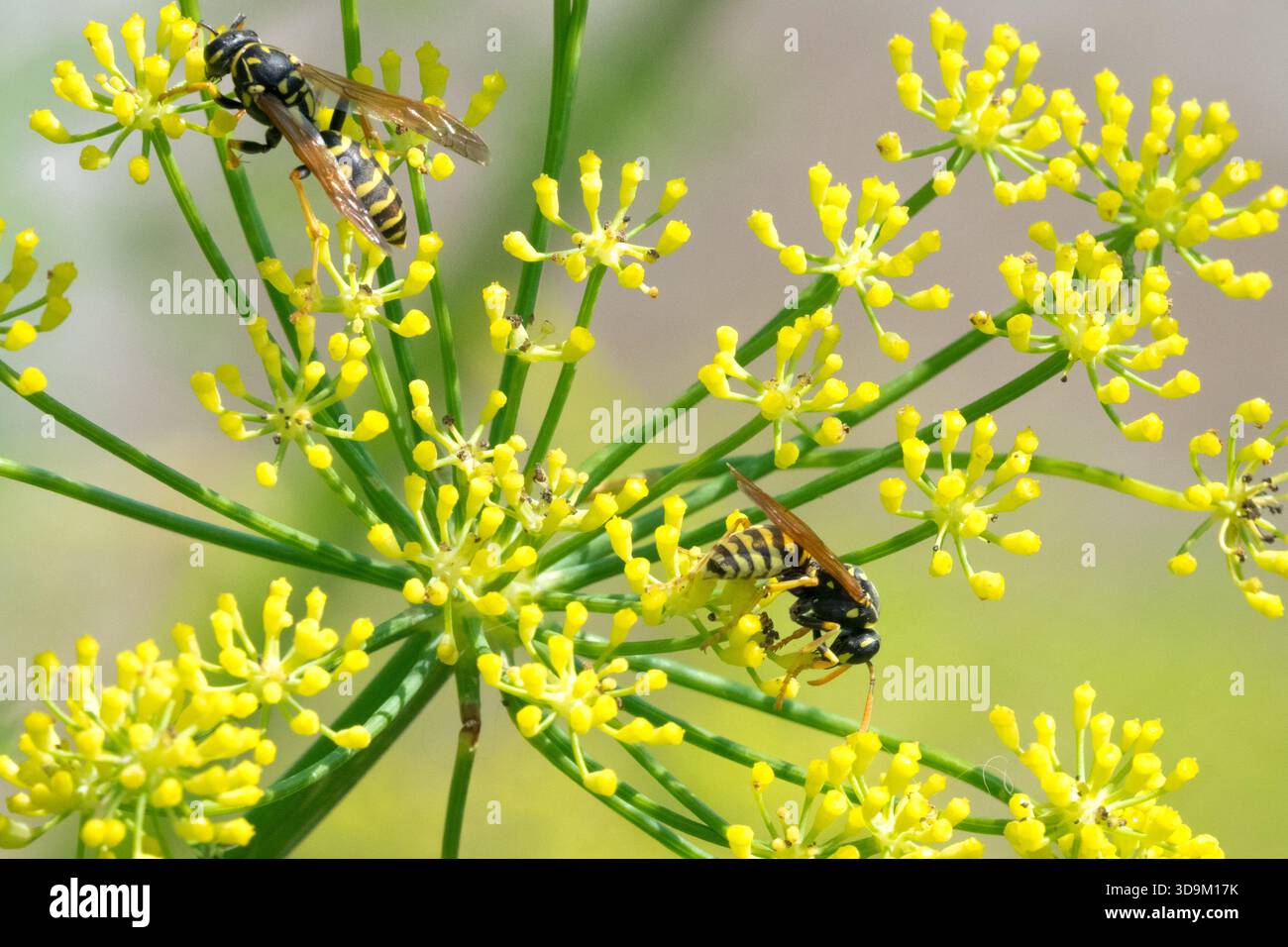 Foeniculum vulgare fiore con vespa Foto Stock