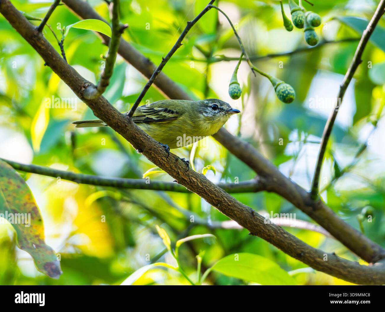 Un Tyrannulet dalle gambe ruvide (Acrochordopus burmeisteri) arroccato su un ramo nella foresta. Jujuy, Argentina. Foto Stock