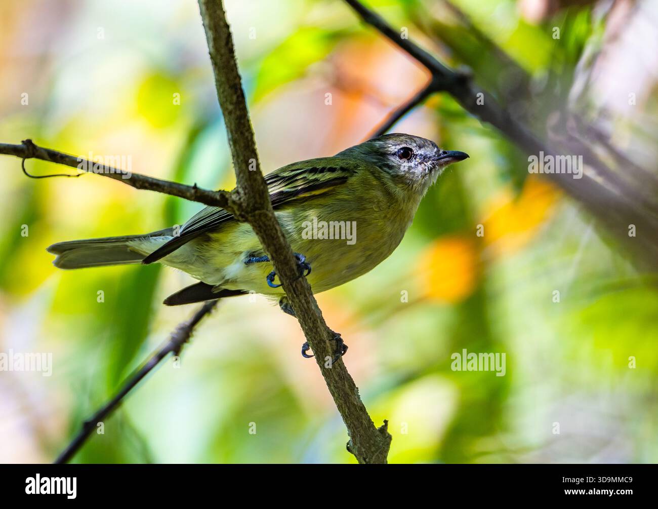Un Tyrannulet dalle gambe ruvide (Acrochordopus burmeisteri) arroccato su un ramo nella foresta. Jujuy, Argentina. Foto Stock