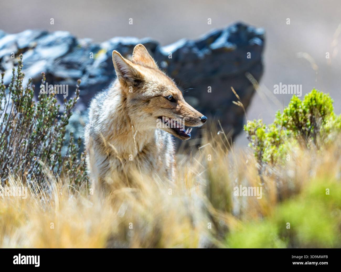 Una volpe andina, o Culpeo (Lycalopex culpaeus) nel suo habitat naturale. Jujuy, Argentina. Foto Stock