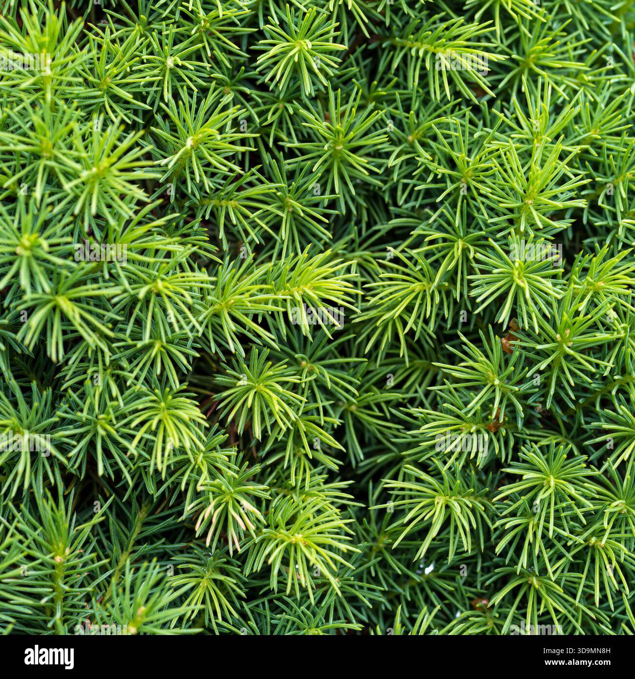 Vista ravvicinata di uno sfondo bianco di abete rosso alla luce del mattino presto. Foto Stock