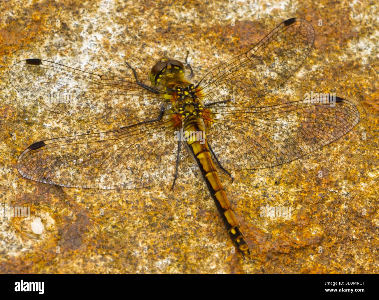 Foto macro Dragonfly Foto Stock