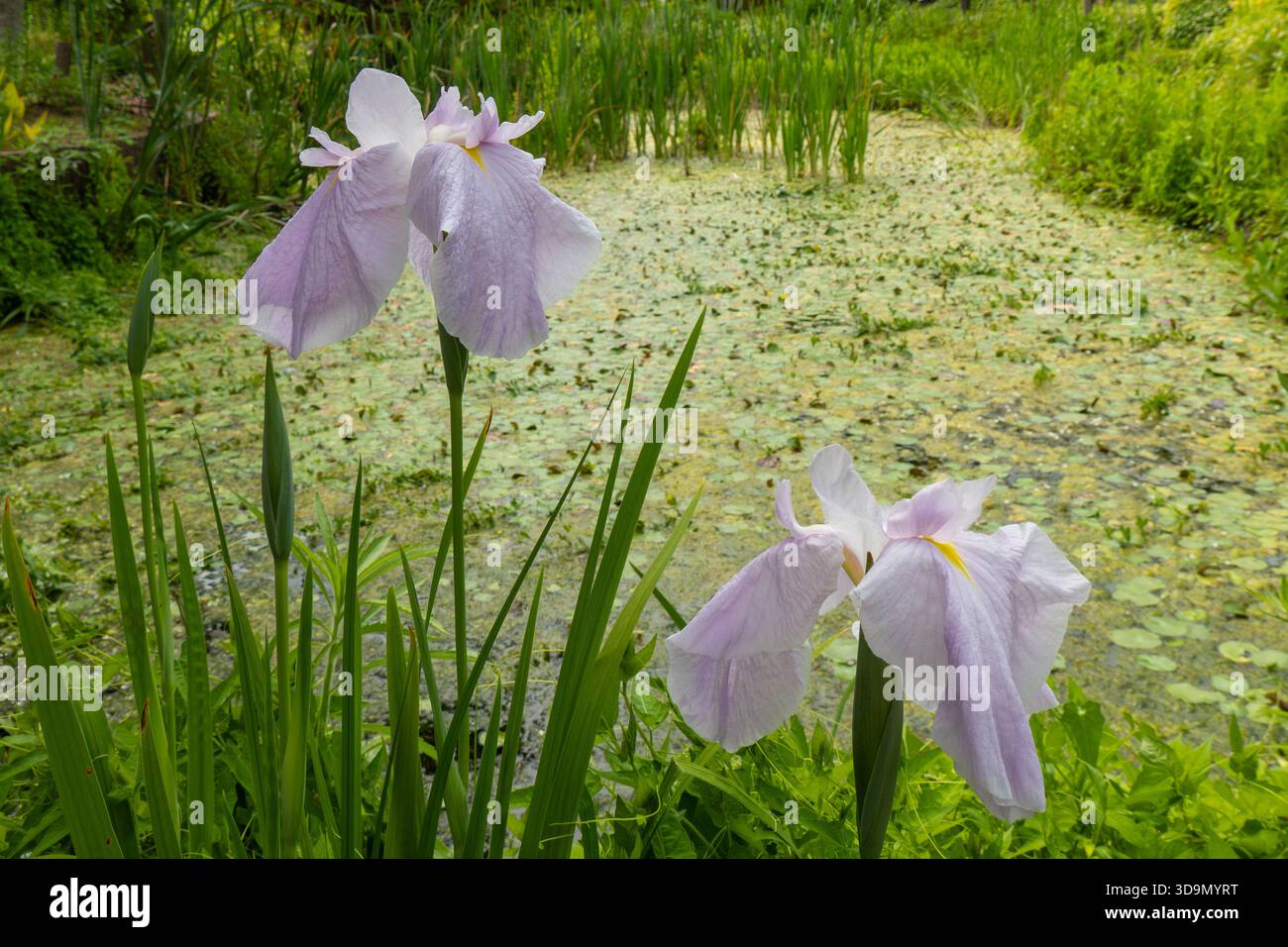Le splendide Iris d'acqua giapponesi viola pallide sbocciano in un lussureggiante laghetto da giardino Foto Stock