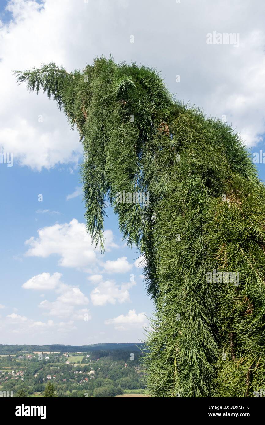 Pianto albero di sequoia gigante Sequoiadendron giganteum "pendolo" Foto Stock