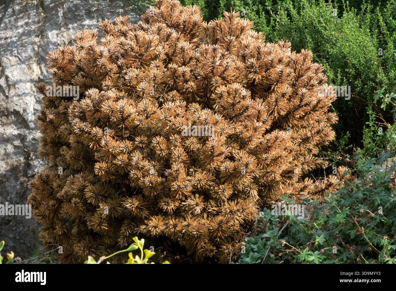 Conifere morte nel giardino roccioso Foto Stock