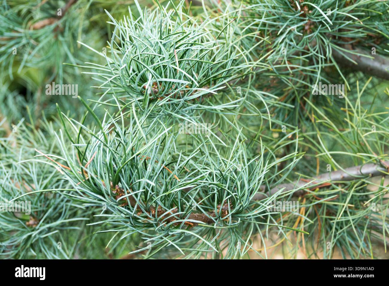 Aghi bianchi occidentali Pine Pinus monticola Foto Stock