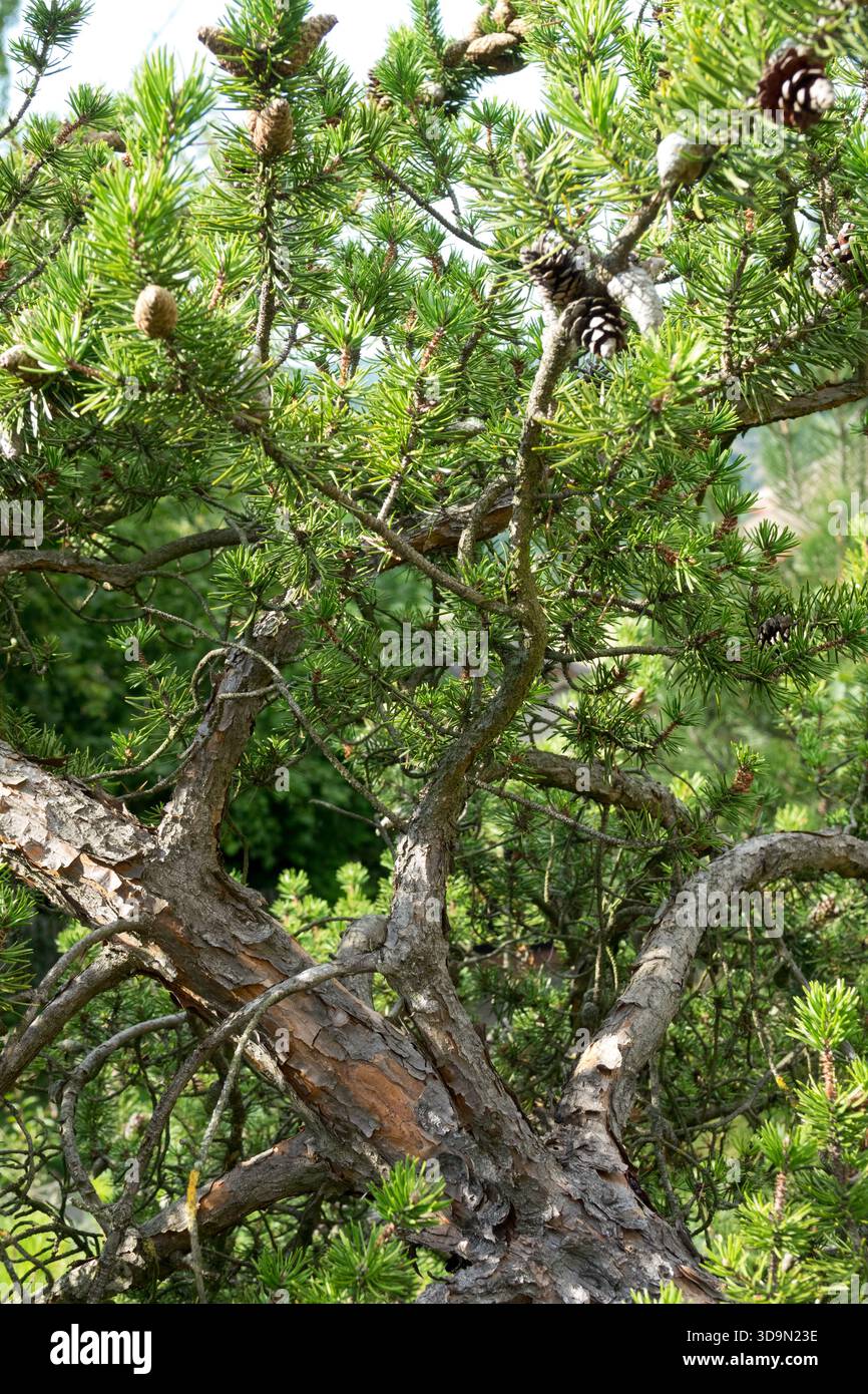 Jack Pine Pinus banksiana Arctis Foto Stock