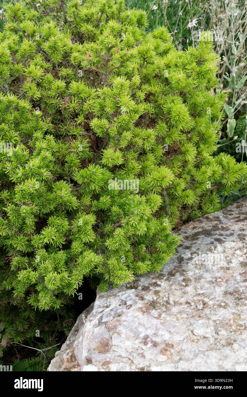 Jack Pine, Pinus banksiana "Schoodic" Foto Stock