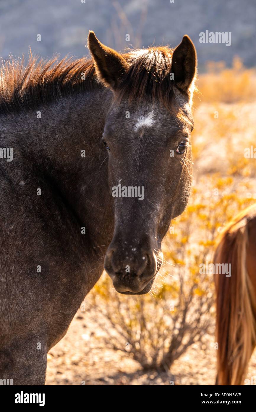 Gray Horse guarda indietro alla camera mentre pascolava sulla flora del deserto Foto Stock