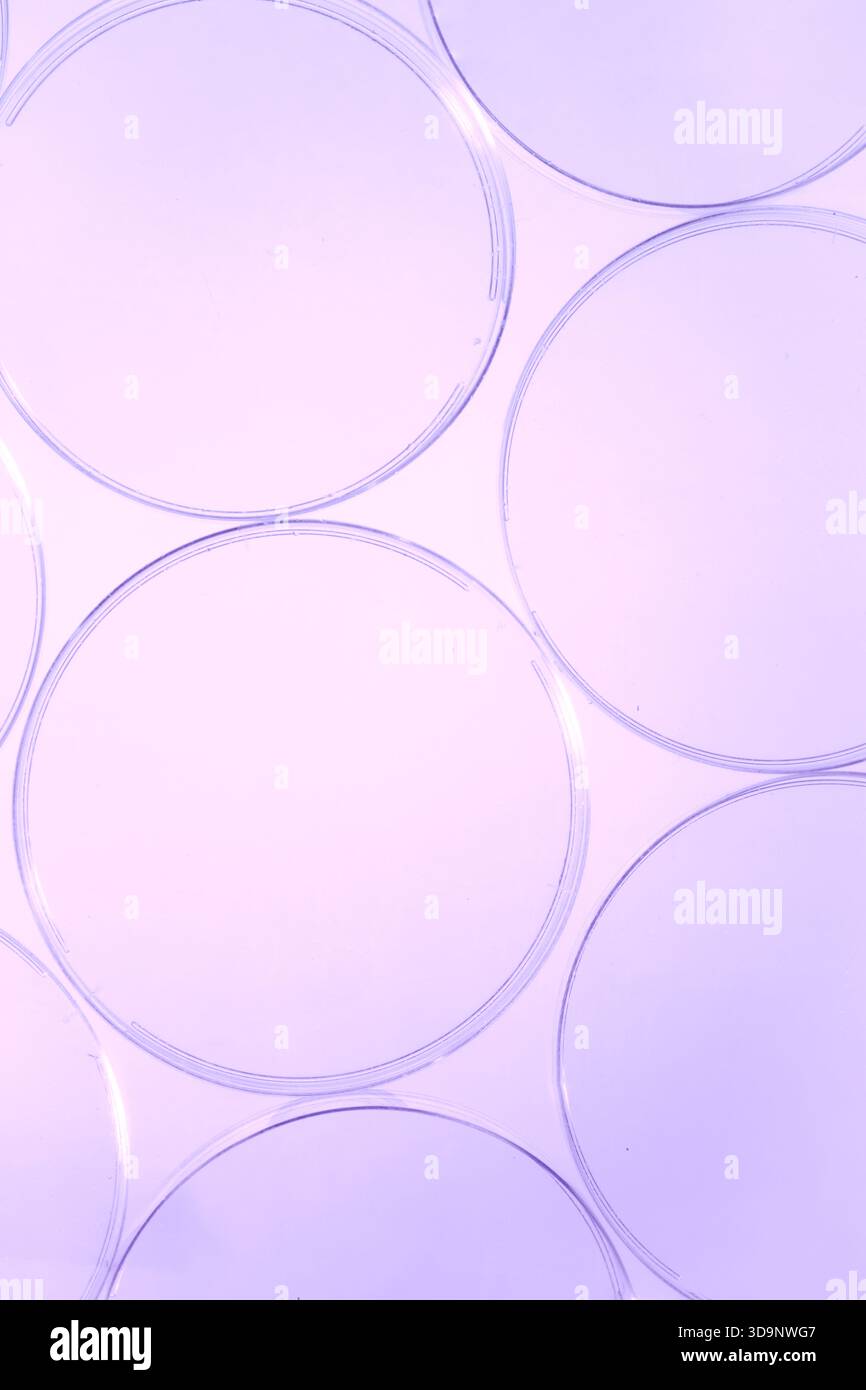 Capsule di Petri vuote della stessa forma in gradiente viola, disposte su sfondo trasparente, a dimostrazione di trasparenza e forme per il laboratorio Foto Stock