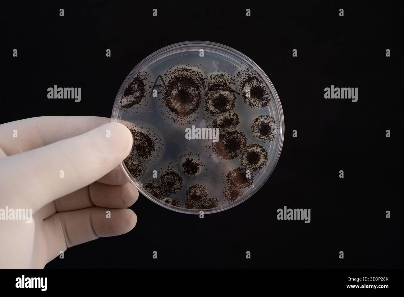 Petri Dish Culture of Aspergillus niger 🔬 mostra strutture riproduttive scure in un laboratorio di ricerca controllato. Foto Stock