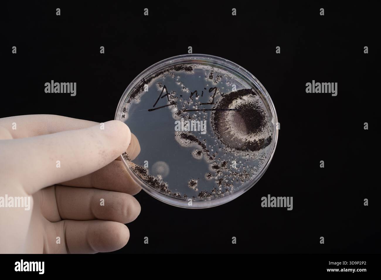 Petri Dish Culture of Aspergillus niger 🔬 mostra strutture riproduttive scure in un laboratorio di ricerca controllato. Foto Stock