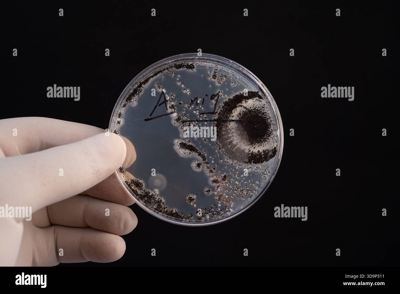 Petri Dish Culture of Aspergillus niger 🔬 mostra strutture riproduttive scure in un laboratorio di ricerca controllato. Foto Stock
