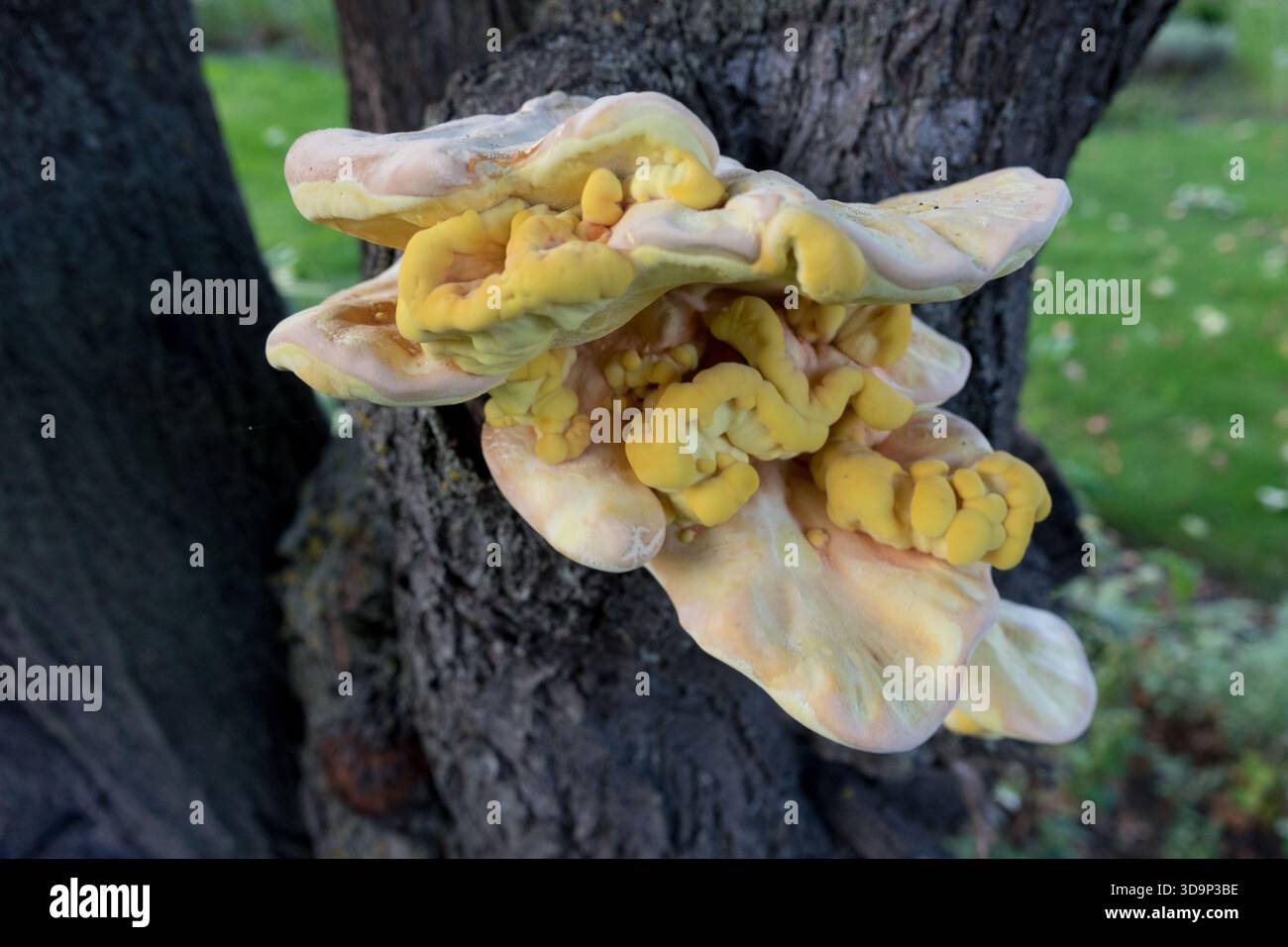 Laetiporus sulfureus pollo del bosco fungo sul tronco Foto Stock