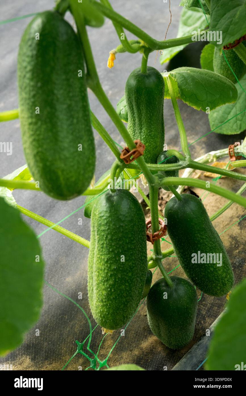 Cetriolo appeso in serra Foto Stock