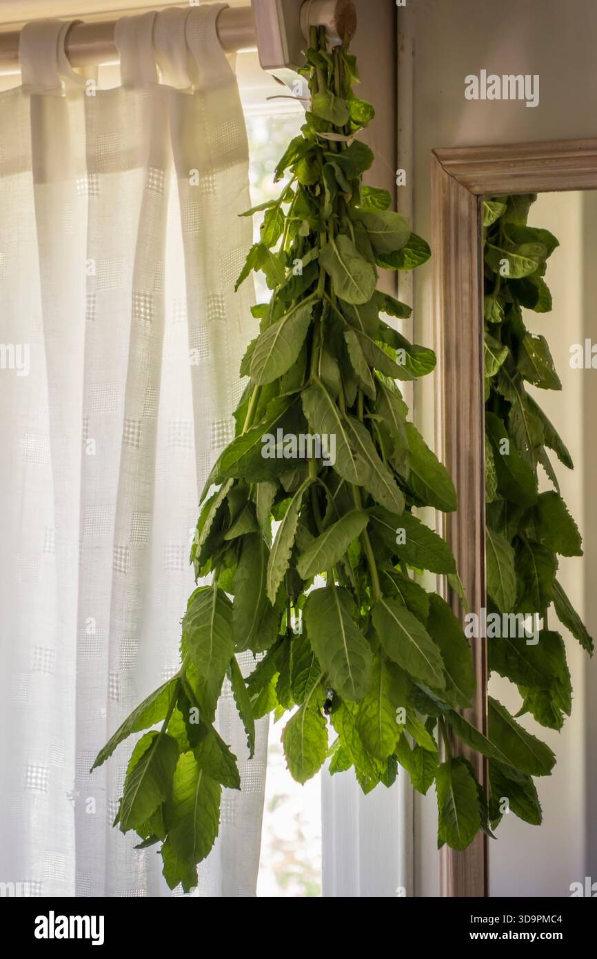 Essiccazione della menta Foto Stock