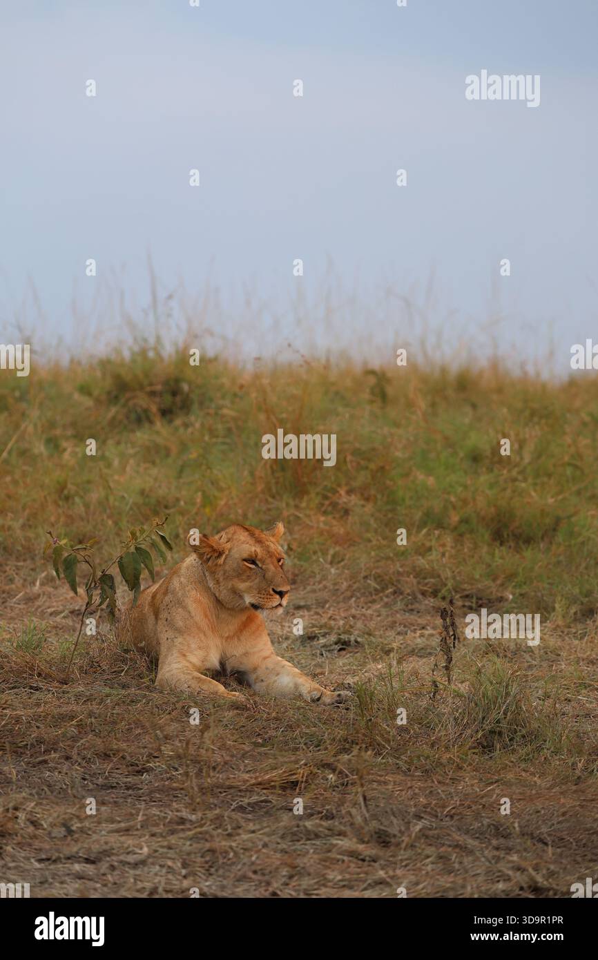 Lioness riposa in erba asciutta davanti alla macchina fotografica, Maasai Mara Kenya Foto Stock