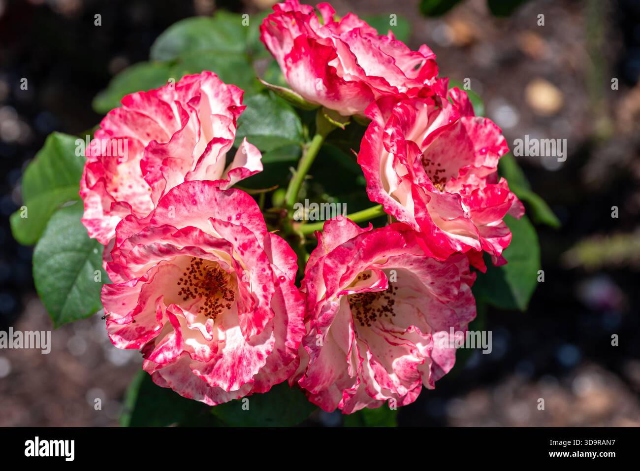 Un gruppo di rose variegate e suggestive, bianche con bordi rossi e rosa prominenti, fiorisce insieme in forte contrasto contro il suolo scuro e le foglie verdi. Foto Stock
