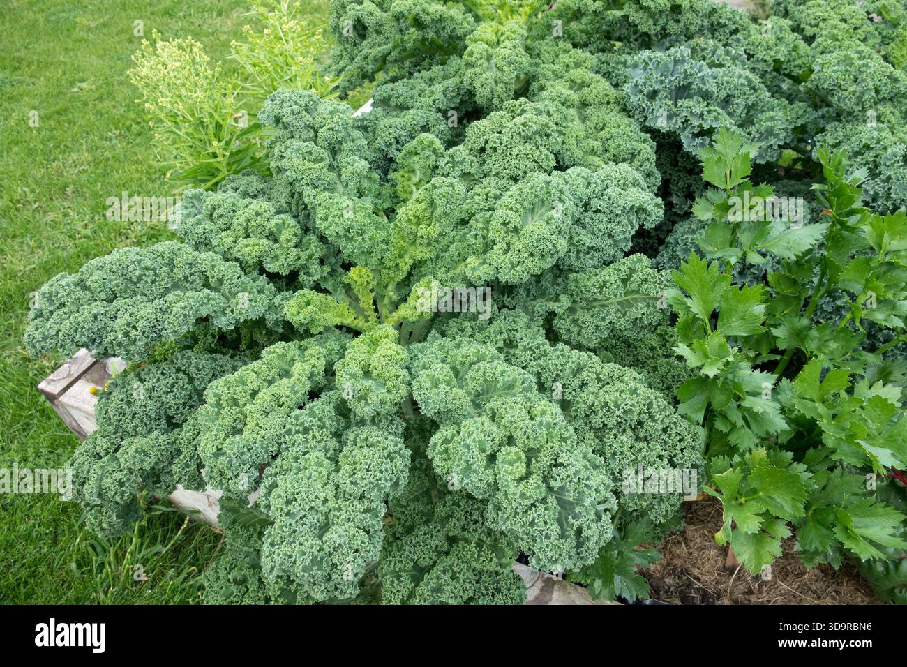 Cavolo riccio che cresce in un orto rialzato Foto Stock