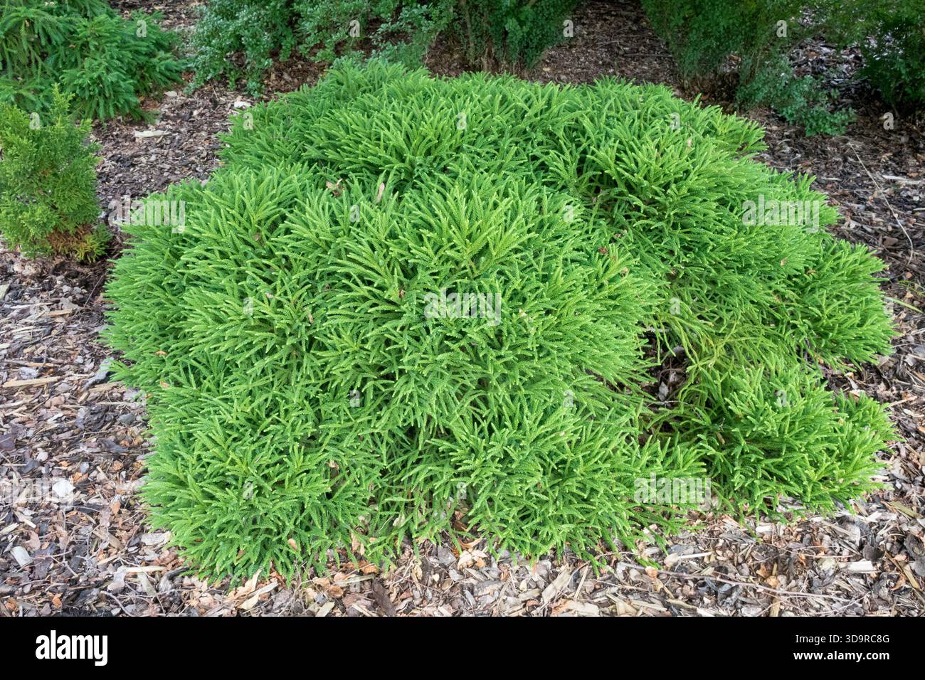 Cryptomeria japonica 'piccolo campione', cedro giapponese Foto Stock