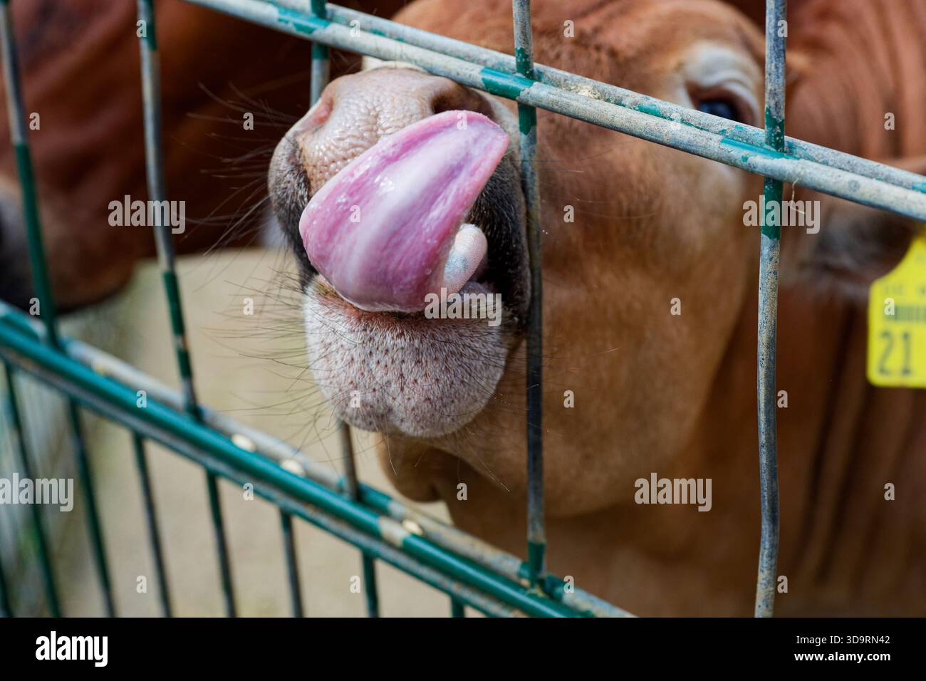 In una recinzione di metallo una mucca marrone si allunga la museruola tra le aste e le lecca il naso con una lunga lingua. Un marchio auricolare giallo segna l'animale. La c Foto Stock