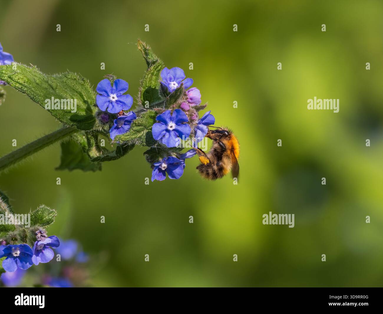 Common Carder Bumblebee (Bombus pascuorum) che si nutre di fiori di Alkanet verde (Pentaglottis sempervirens) a Dapdune Wharf, Guildford, Regno Unito Foto Stock