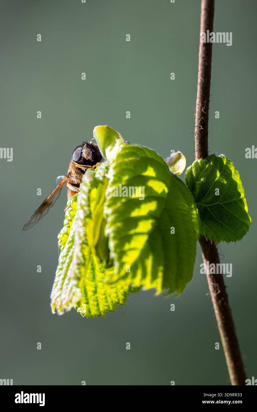 Volo con droni rastremati (Eristalis pertinax) che riposa su foglie di primavera fresche al Dapdune Wharf sul fiume Wey Navigation a Guildford, Surrey, Inghilterra Foto Stock