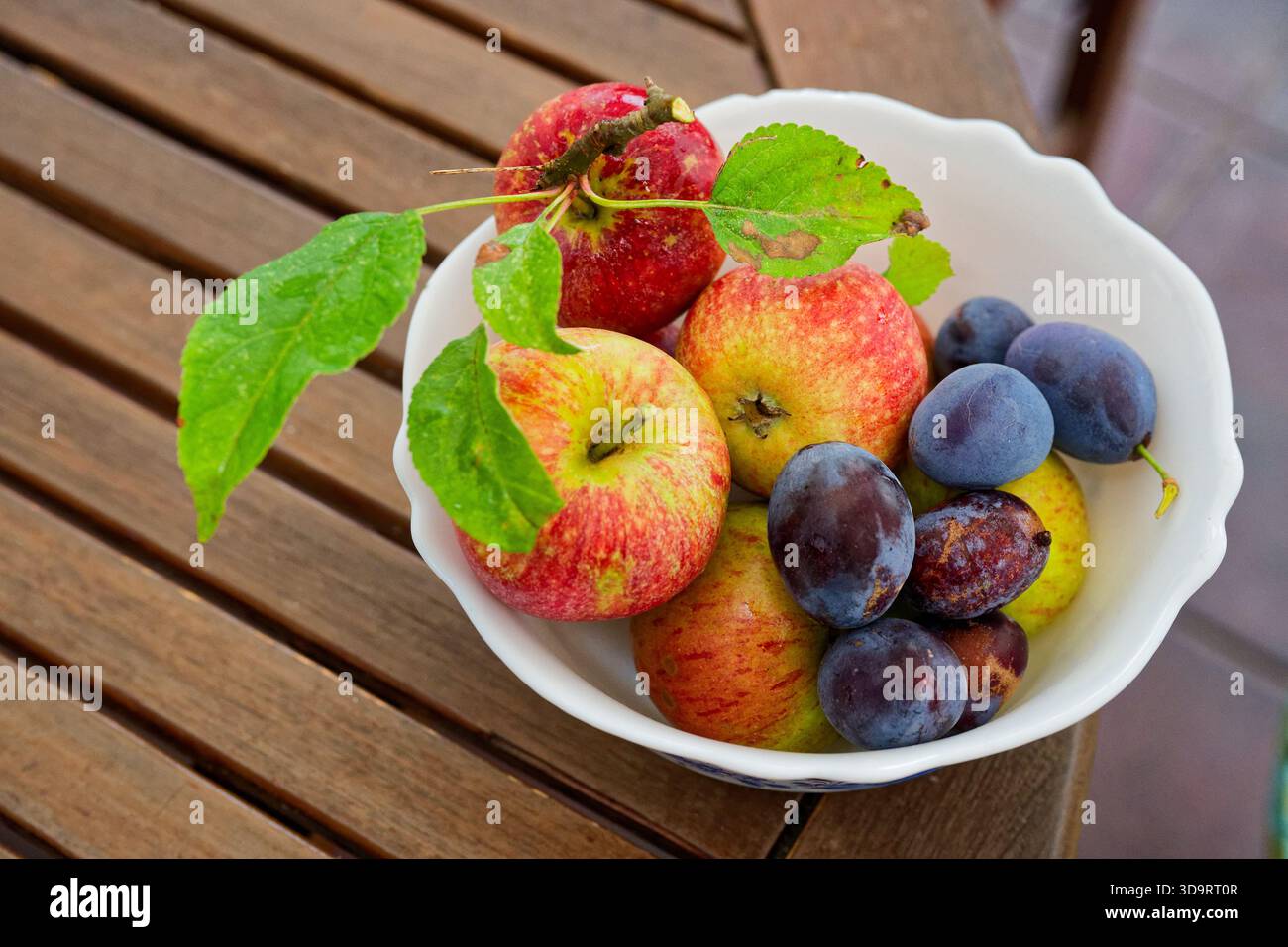 Le prugne appena raccolte e le mele rosse gialle riempiono un secchio bianco, le pelli brillano di rugiada, i colori vanno dal blu intenso all'oro caldo, il raccolto si sente familiare Foto Stock