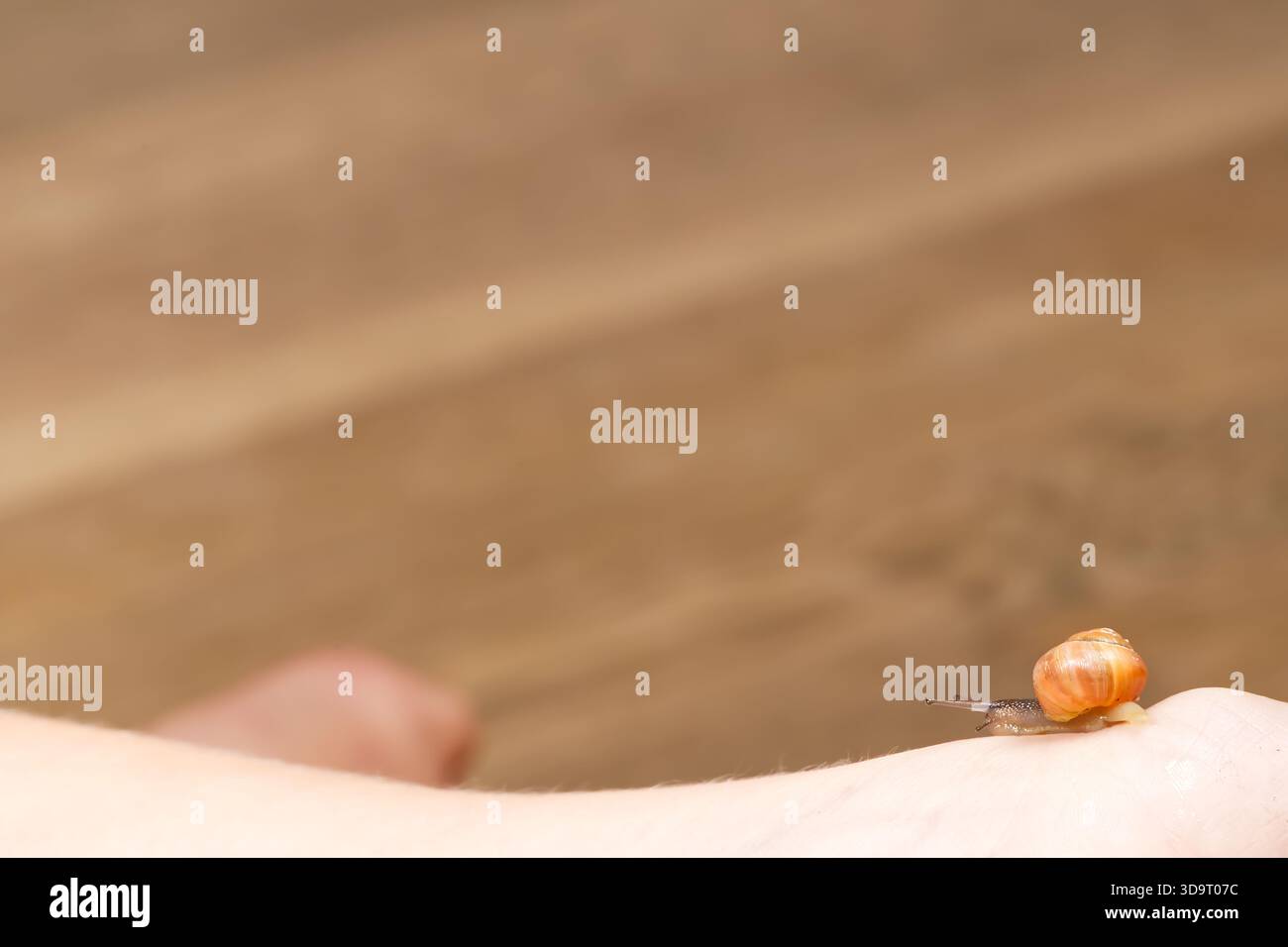 Primo piano di una lumaca che strizza sul braccio di una persona, con uno sfondo sfocato. La lumaca ha un guscio marrone-arancione e la pelle appare di colore chiaro Foto Stock