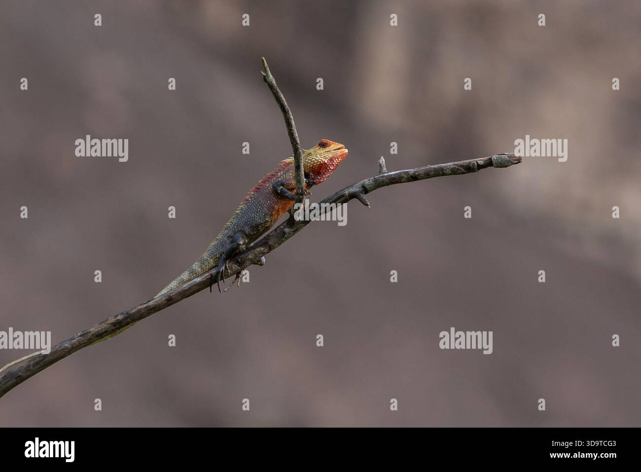 HABARANA, SRI LANKA - 3 DICEMBRE 2025: Una Lizard Oriental Garden si trova su un ramo d'albero all'interno dell'Hurulu Eco Park a Habarana, nel centro dello Sri Lanka. Foto Stock