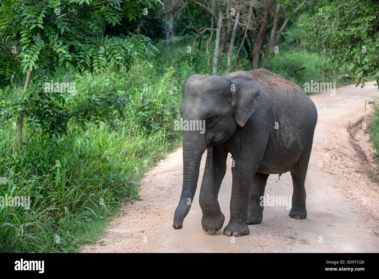 HABARANA, SRI LANKA - 3 DICEMBRE 2025: Un elefante selvatico si muove lungo una strada sterrata all'interno dell'Hurulu Eco Park a Habarana, nel centro dello Sri Lanka. Foto Stock