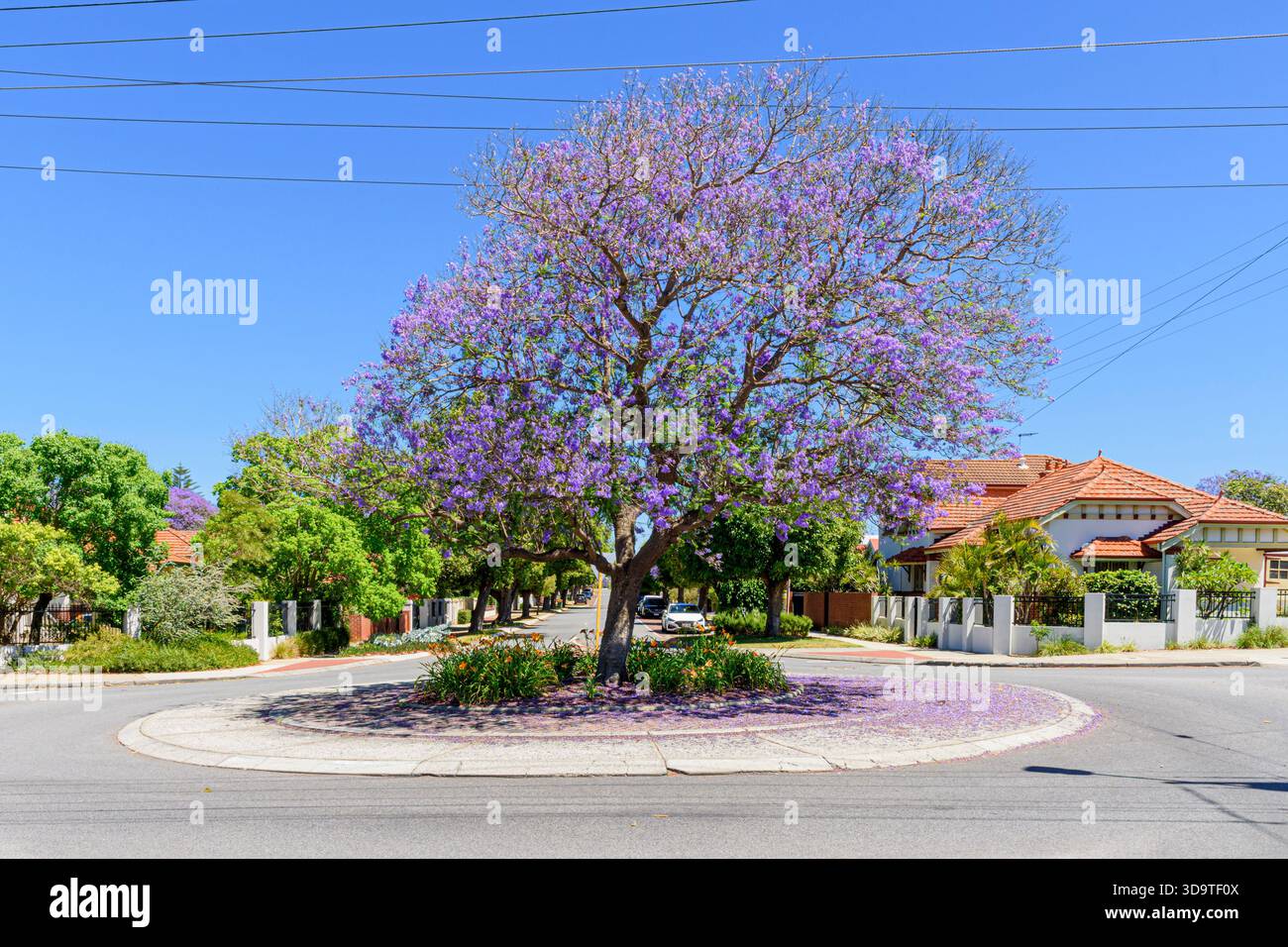Albero di Jacaranda in fiore centrato su una piccola rotatoria nella periferia di Perth, Australia Occidentale Foto Stock