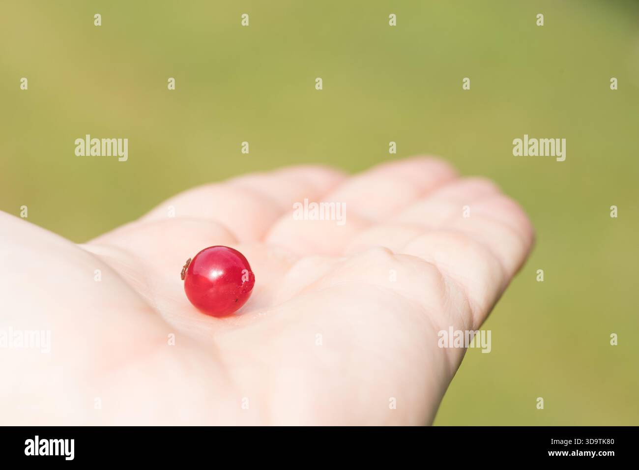 ribes rosso appena raccolto tenuto in mano con sfondo torbido dietro Foto Stock