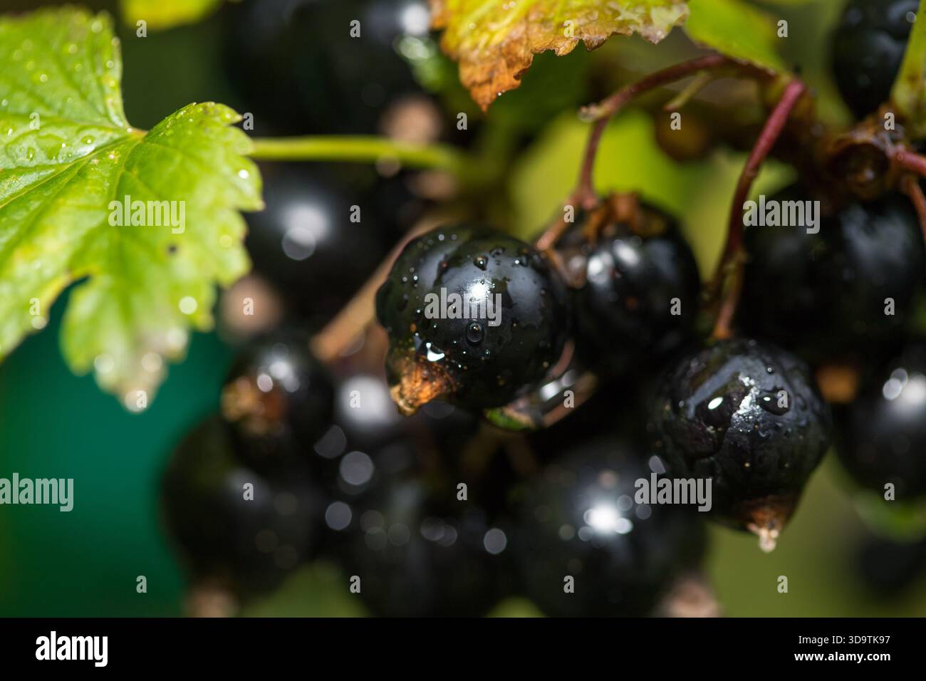 ribes neri bagnati che si consegnano su cespugli maturi e pronti a mangiare Foto Stock