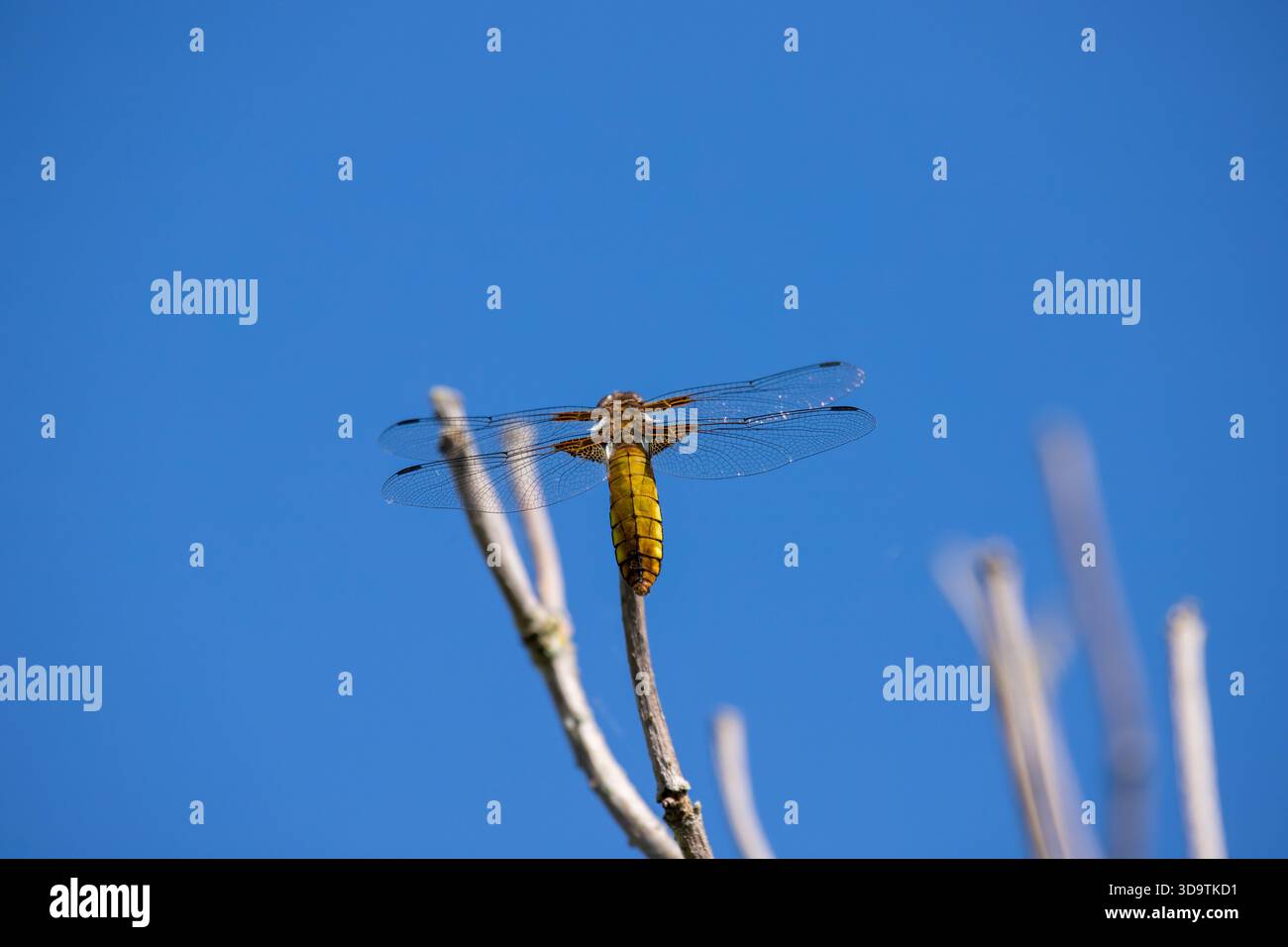 dragonfly in albero contro il cielo blu Foto Stock