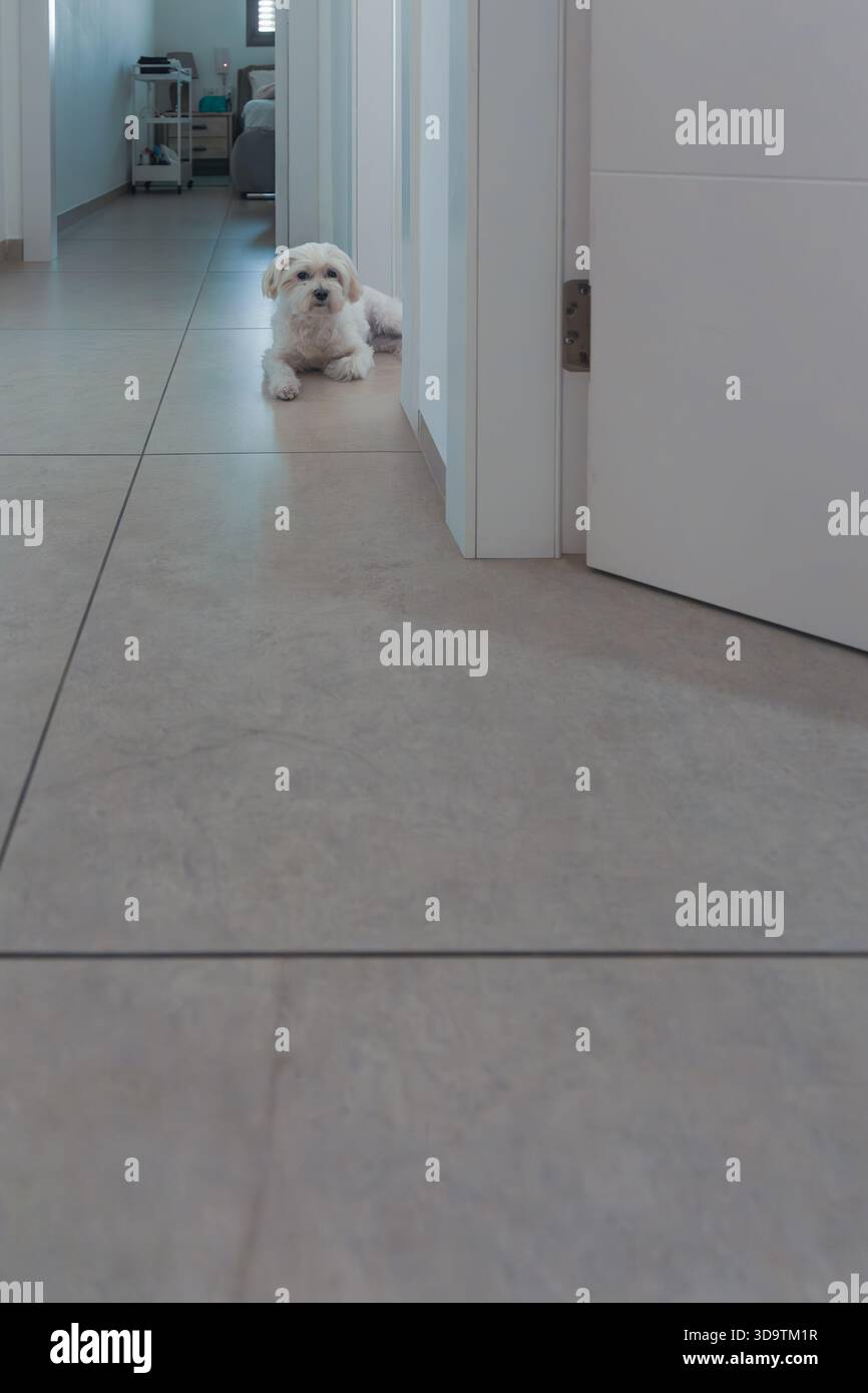 Un cane ipoallergenico (di tipo maltese/Bichon) giace pazientemente alla fine di un lungo, soleggiato e moderno corridoio domestico, con ampio spazio per le copie in primo piano Foto Stock