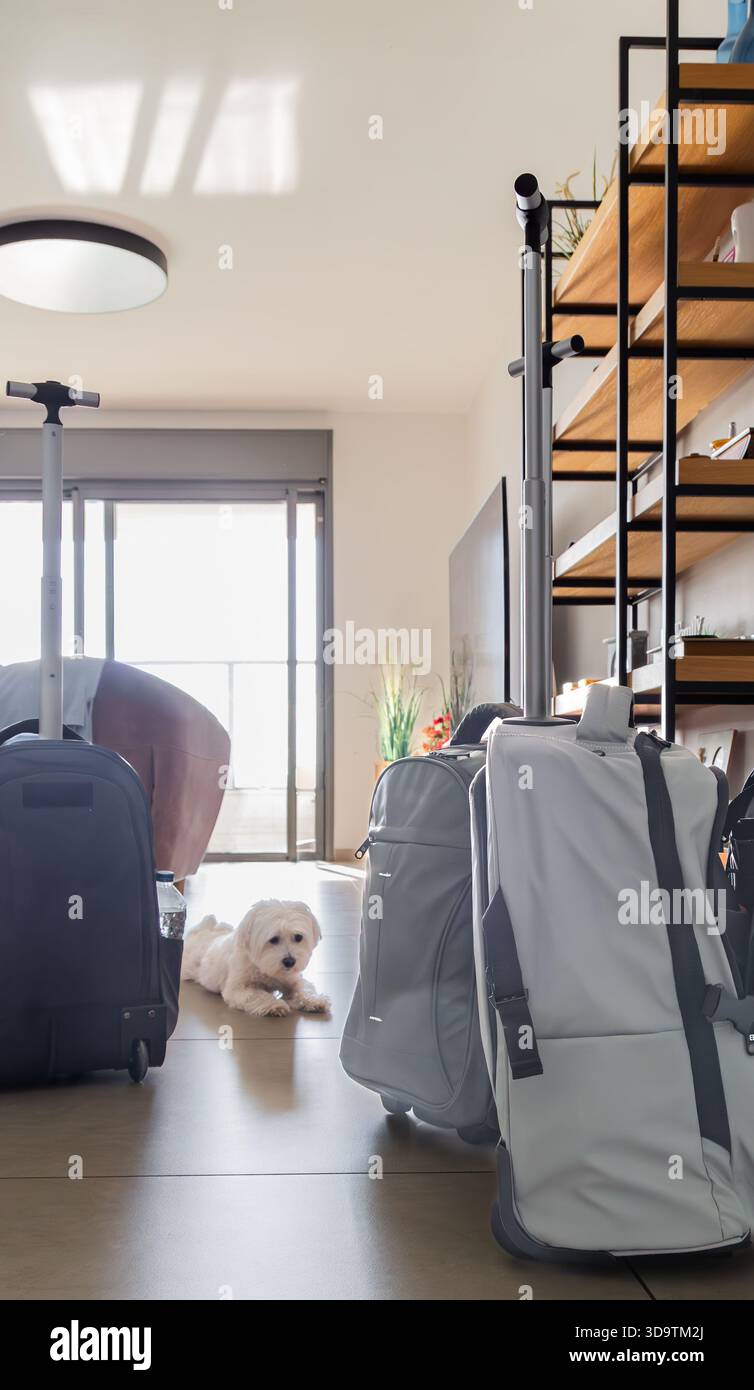 Una razza di cani ipoallergenici (tipo maltese/Bichon) sta arrotolando i bagagli in un moderno appartamento illuminato dal sole, suggerendo viaggi o viaggi lunghi Foto Stock