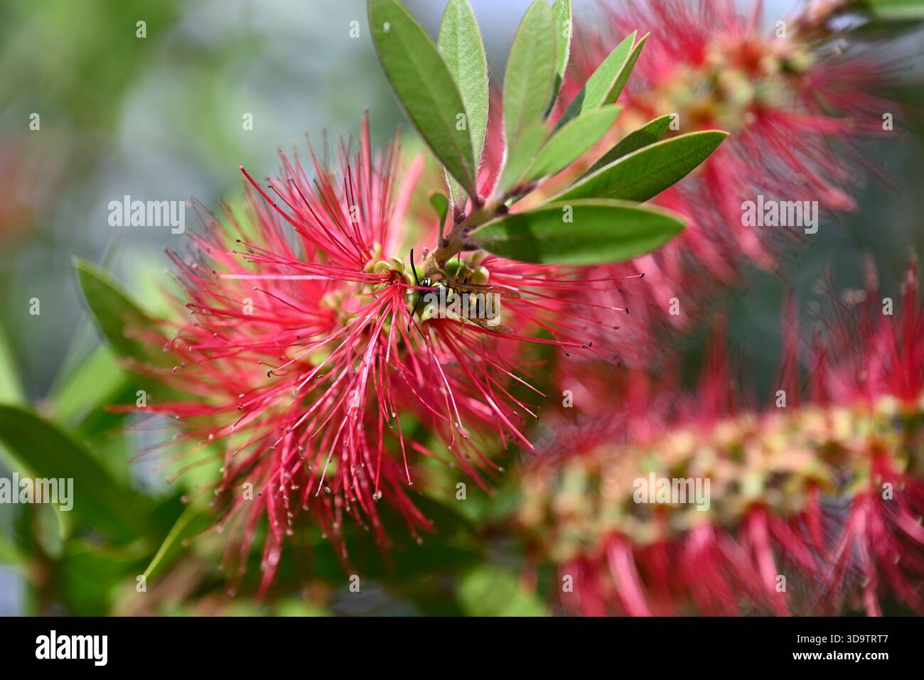Wesp seduto su un fiore di pennello di bottiglia cremisi. Vespinae seduta sul Callistemon Citrinus. Foglie, fiori, colore rosso, colore giallo, colore verde. Dettagli di Foto Stock
