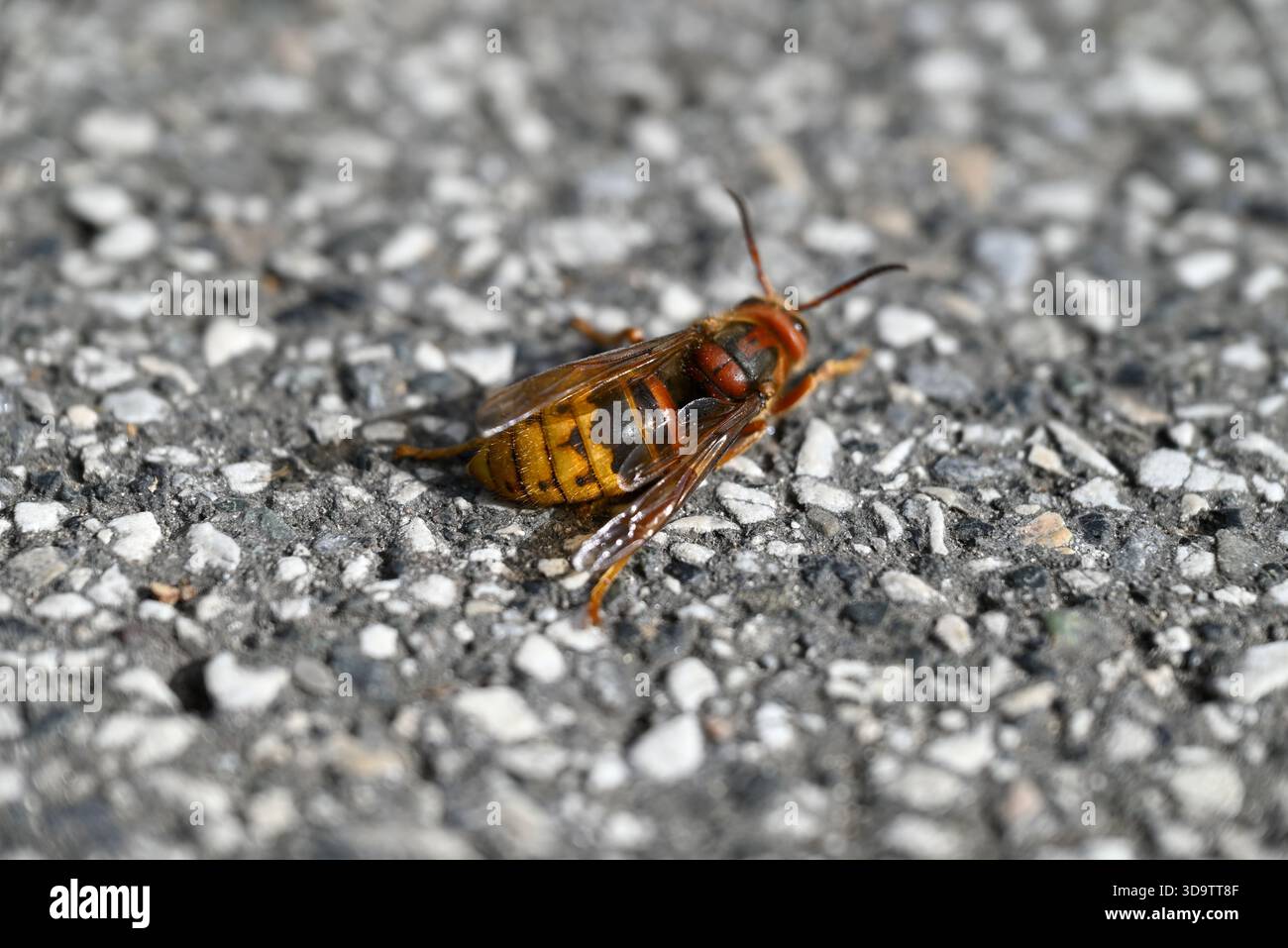 Dettagli sulla morte del calabrone europeo. Vespa crabro adagiato su una strada di cemento. Dettagli e primo piano del pavimento e degli insetti. Uno vede le ali, l'addome, Th Foto Stock