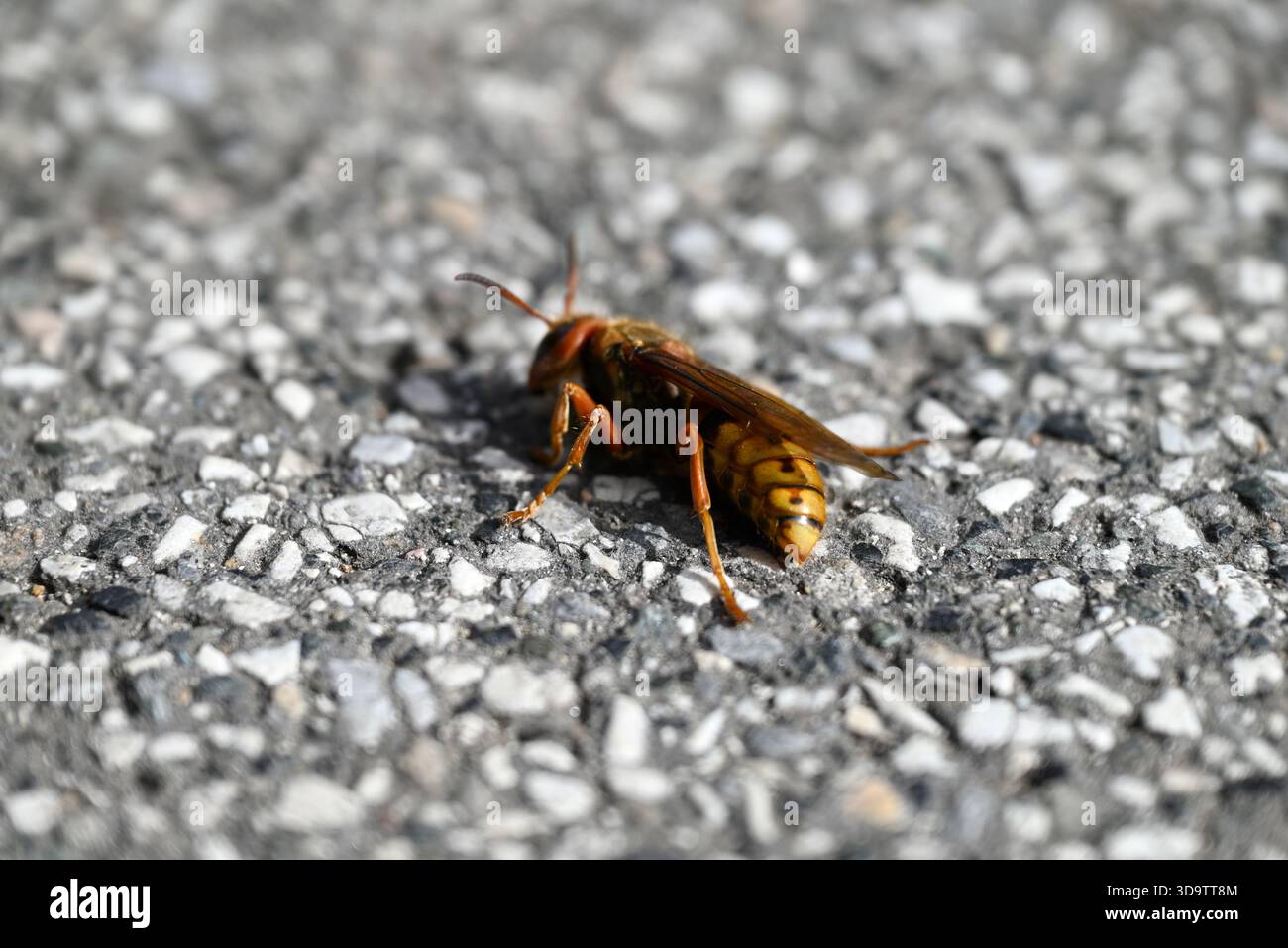 Dettagli sulla morte del calabrone europeo. Vespa crabro adagiato su una strada di cemento. Dettagli e primo piano del pavimento e degli insetti. Uno vede le ali, l'addome, Th Foto Stock