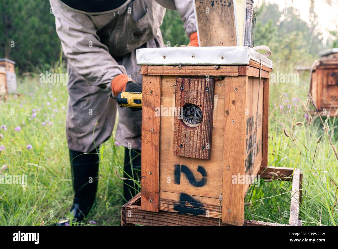 Apicoltore utilizzando un trapano elettrico per serrare una vite su un alveare di legno Foto Stock