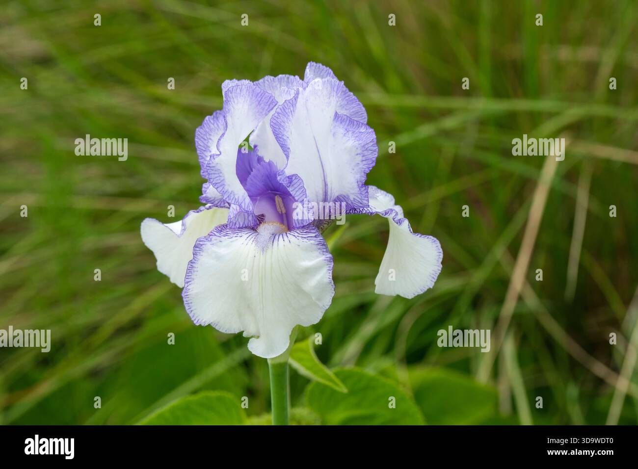 Iris Violet glassa, alta barba, fiori prevalentemente bianchi, sfumati, bordati di viola chiaro. Cadute striate di viola Foto Stock