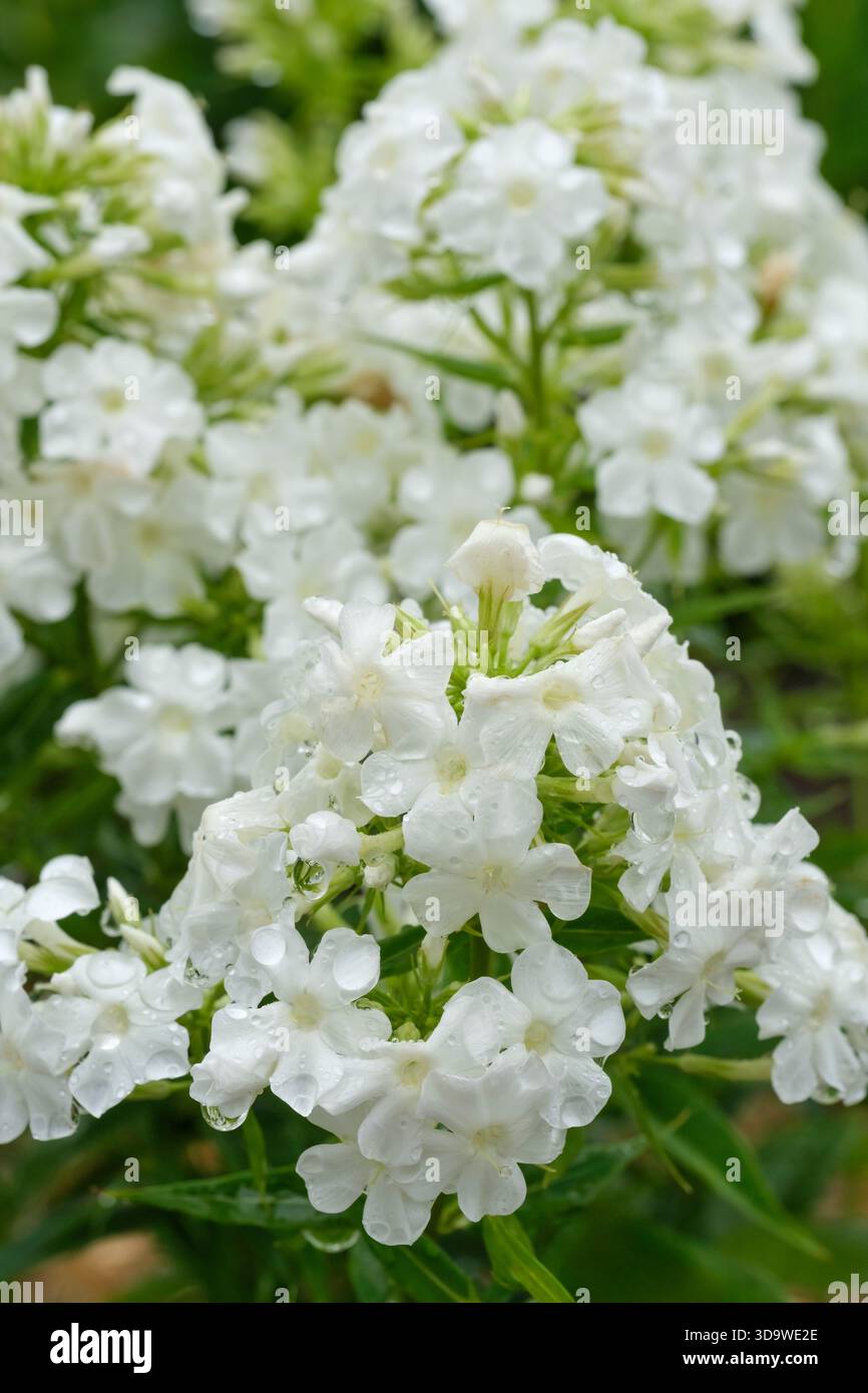 Phlox paniculata Early White (Early Series), phlox Early White perenne, ammassi di fragranti fiori bianchi tubolari Foto Stock