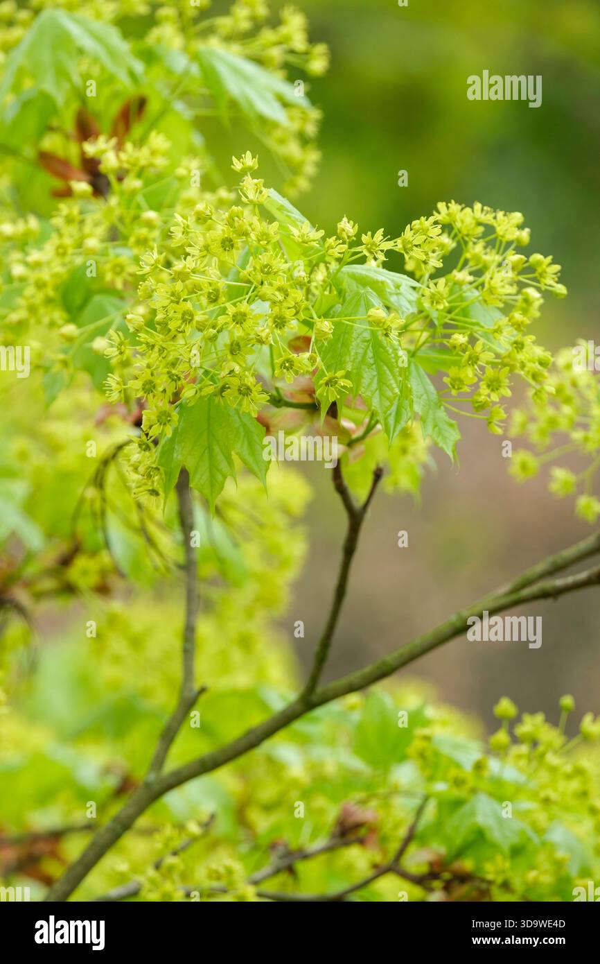 Acer platanoides, comunemente noto come acero di Norvegia, ammassi di fiori verdi brillanti Foto Stock