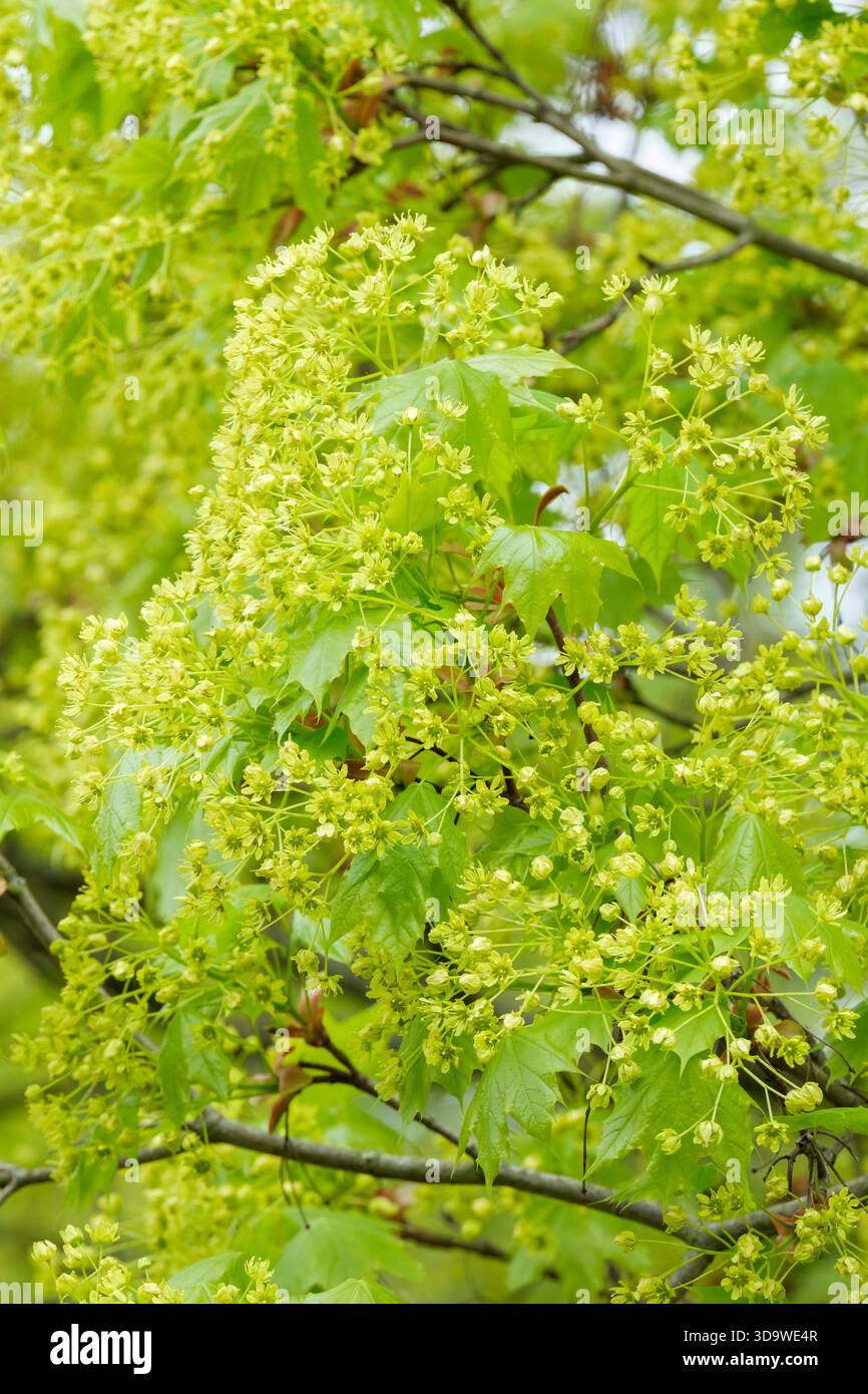 Acer platanoides, comunemente noto come acero di Norvegia, ammassi di fiori verdi brillanti Foto Stock