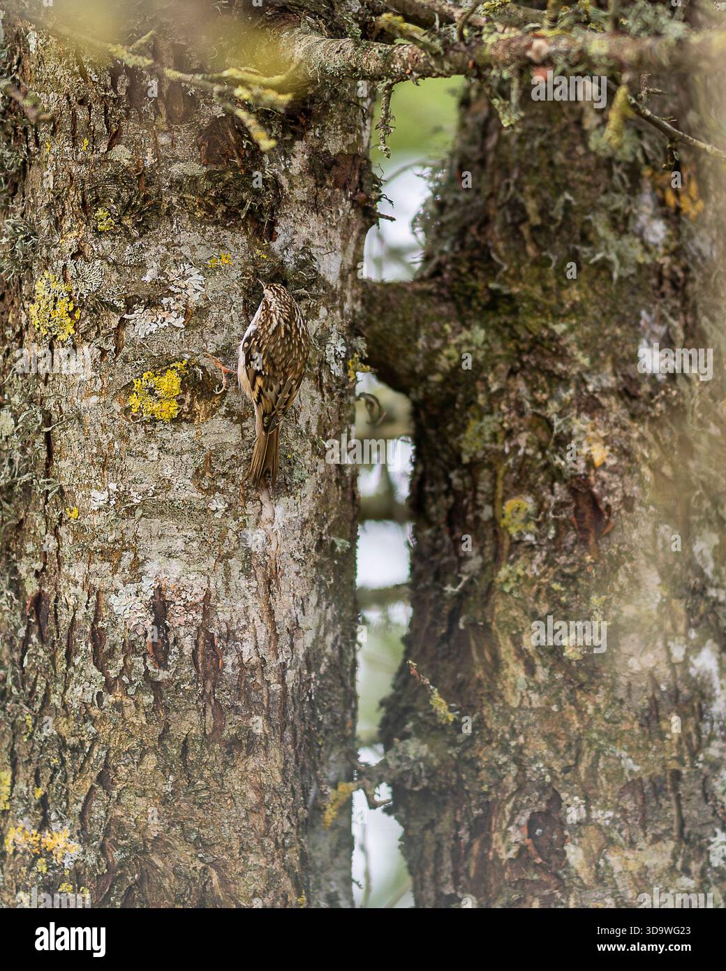 Certhia familiaris (Certhia familiaris) che sale su un tronco di albero coperto di licheni nel suo habitat forestale naturale. Treecreeper mimetizzato. Foto Stock