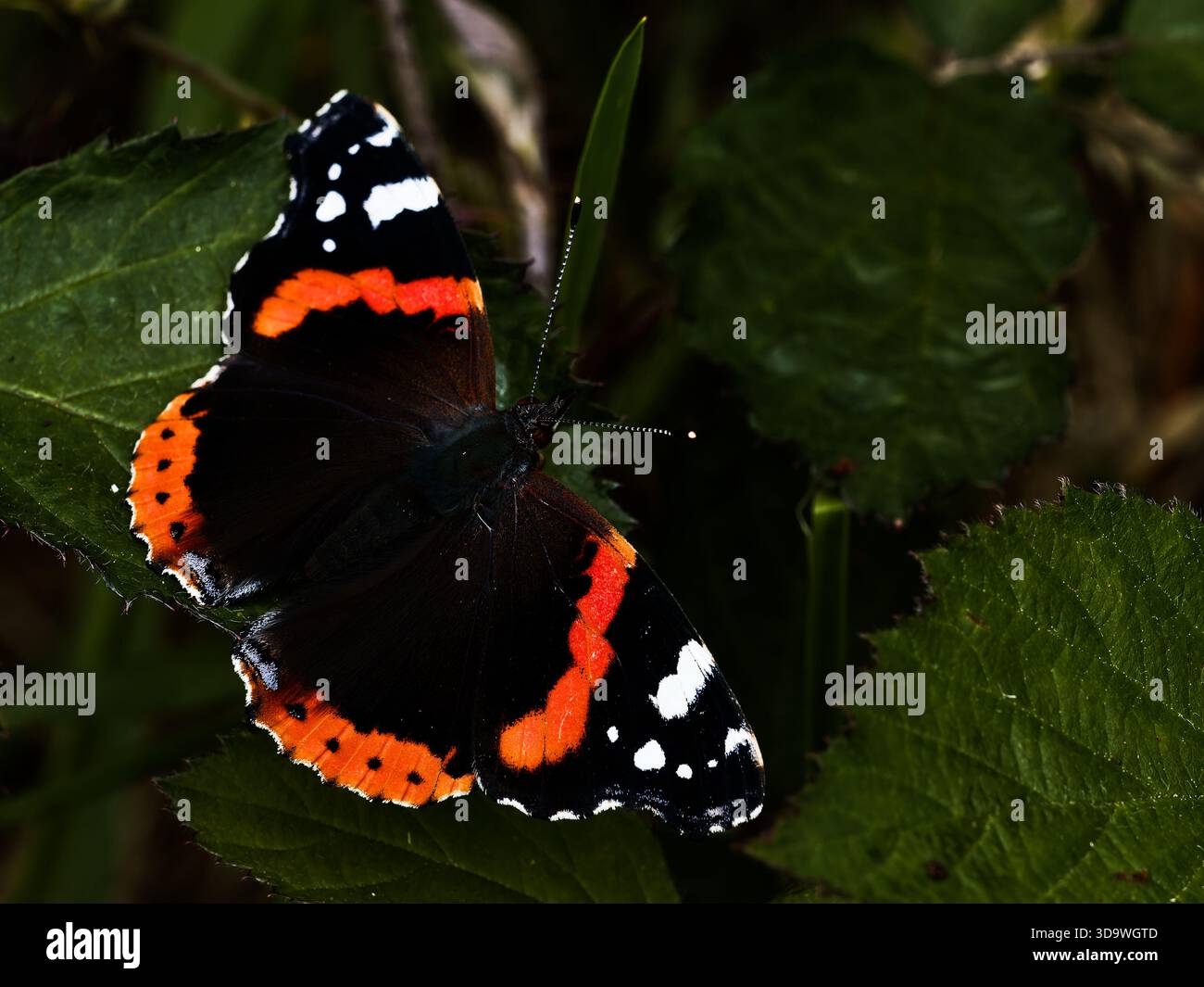 Foto macro dettagliata che mostra gli intricati motivi sulle ali della farfalla. Foto Stock