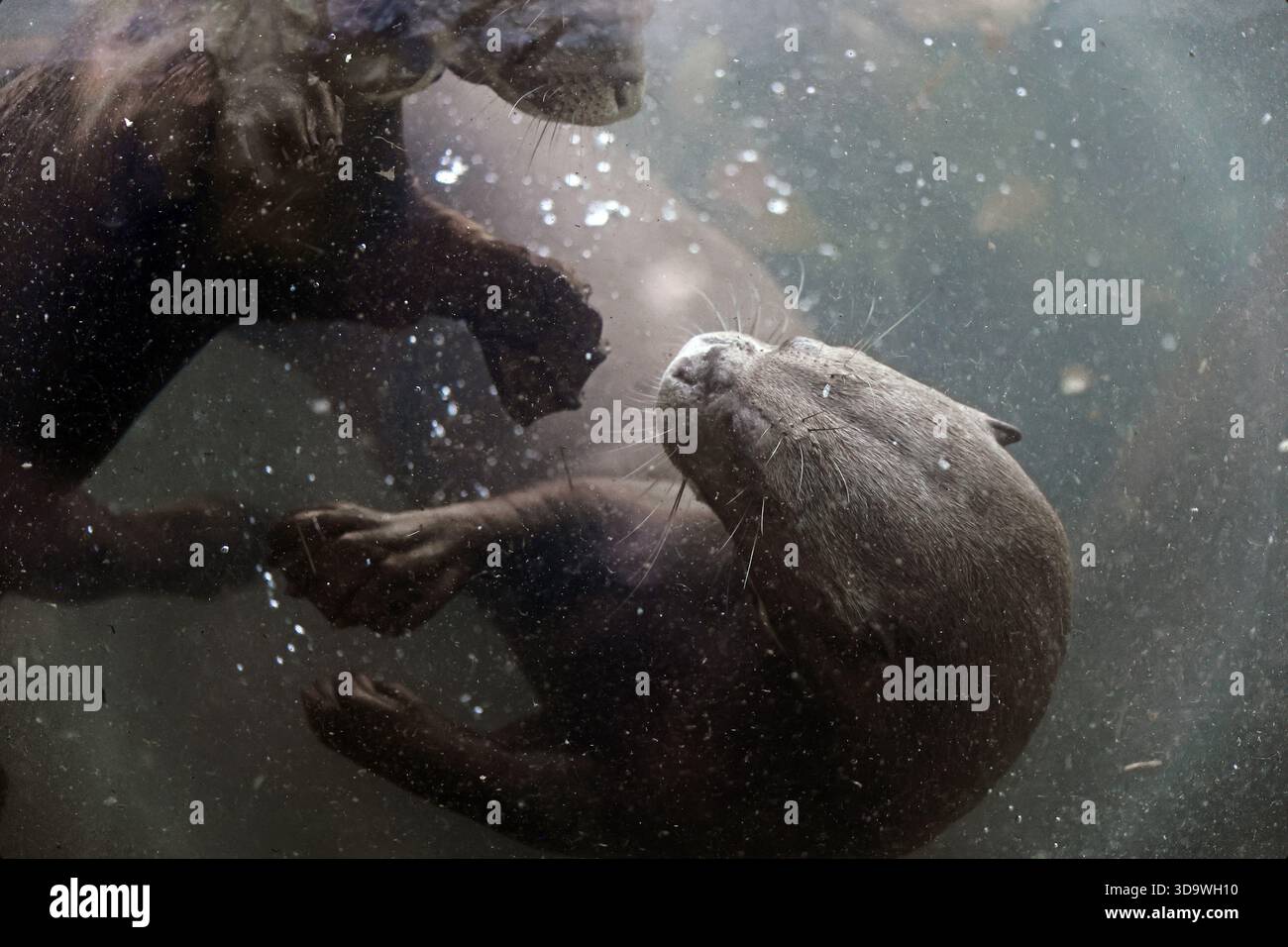 Lontre giganti che giocano in acqua allo zoo di Budapest, Ungheria Foto Stock