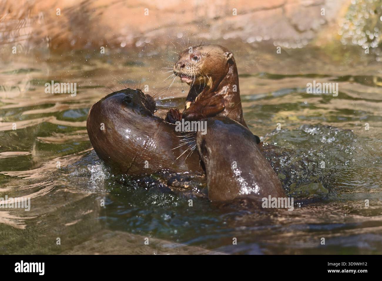 Lontre giganti che giocano in acqua allo zoo di Budapest, Ungheria Foto Stock
